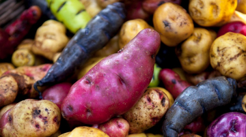 Why is Potato Day celebrated in Peru 