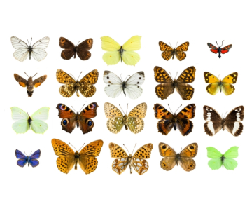 What are the different species of Butterfly? 
