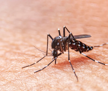 Dengue: Causes, treatment and types 