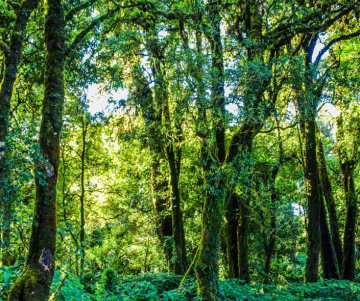 National Forest Week 2023 - Peru 