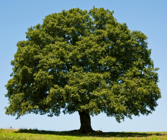 Why is Arbor Day so important? - Peru 