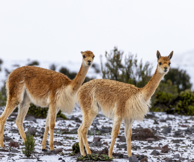 Vicuñas: National Animal of Peru 
