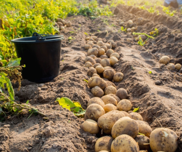 National Potato Day in Peru 