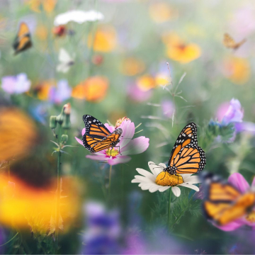 Curiosities about butterflies 
