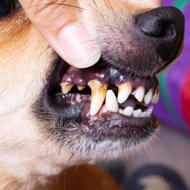 Tips to remove dental tartar from dogs 