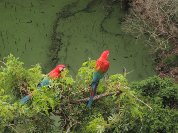 The great biodiversity of Peru 