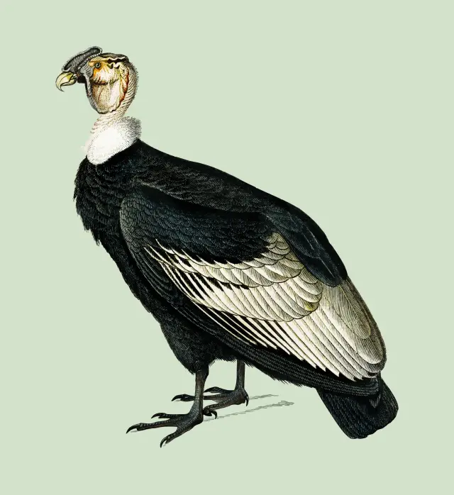 Andean Condor