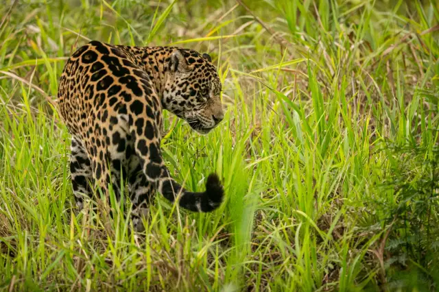 Jaguar