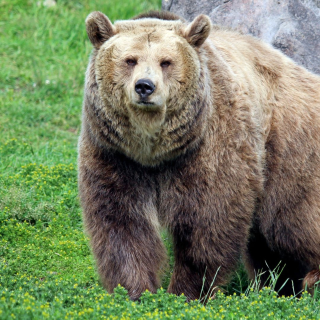 10 Curiosities of the brown bear 