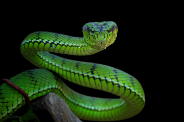 Interesting facts about snakes 