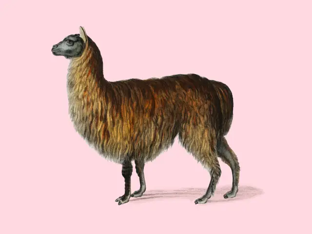 The Vicuña