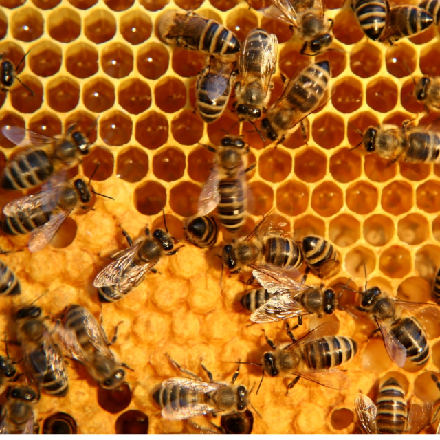 The importance of bees for life 