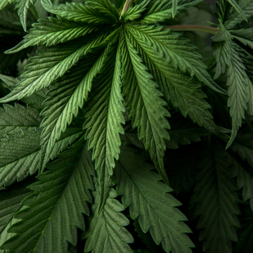 Investigaciones recientes sobre el cannabis medicinal