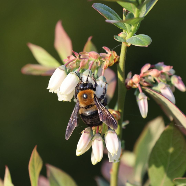 What is pollination? 