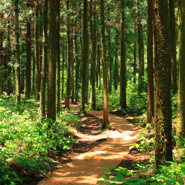 International Day of Forests 