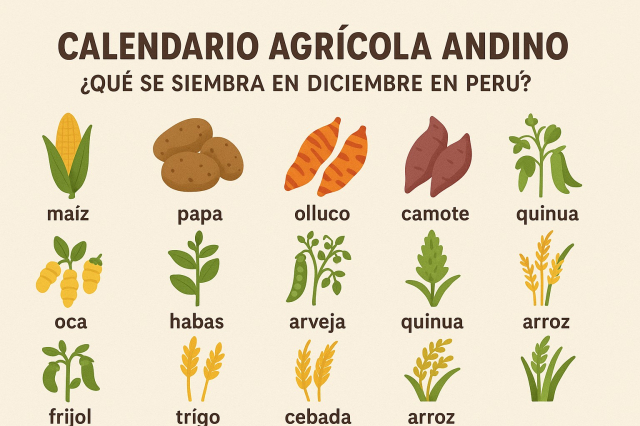 Andean agricultural calendar: what is planted in December in Peru 