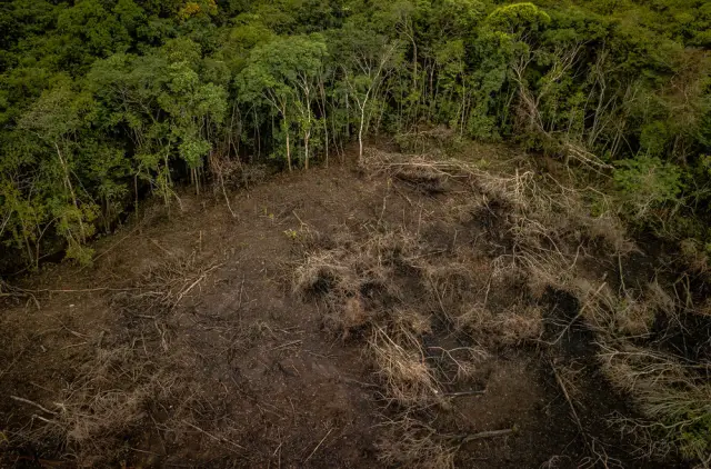 dia mundial del arbol peru 2025 1