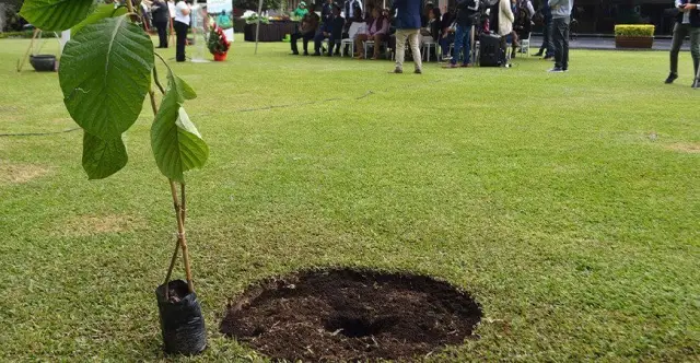 dia mundial del arbol peru 2025 3