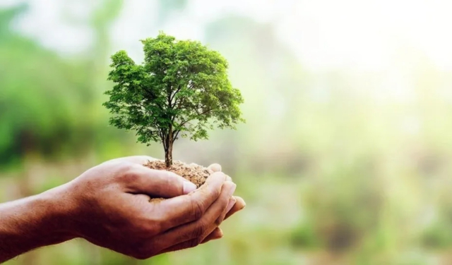 World Tree Day: How is it Celebrated in Peru? 