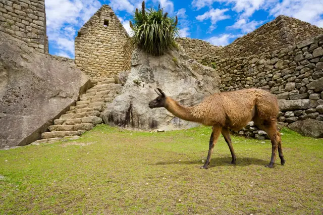 Machu Picchu