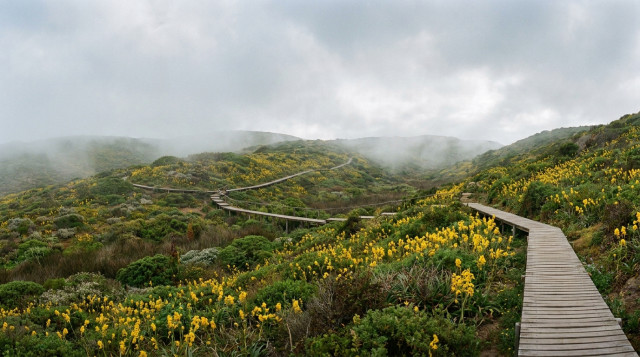 Importancia de las Lomas de Lachay y la mejor temporada para visitar este oasis de neblina en la costa peruana