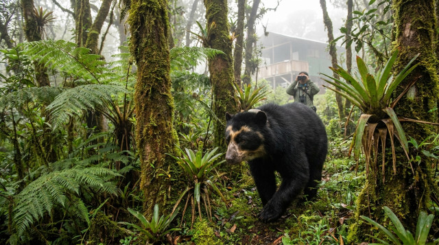 Un oso de anteojos caminando entre la vegetación de un bosque de neblina en la selva central del Perú