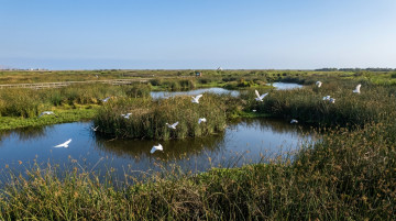 Importancia de los Pantanos de Villa como refugio de biodiversidad en Lima y consejos para visitarlos