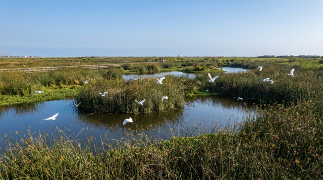 Importancia de los Pantanos de Villa como refugio de biodiversidad en Lima y consejos para visitarlos