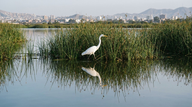 Primer plano de una garza blanca caminando entre la totora en una de las lagunas de los Pantanos de Villa con el reflejo del agua