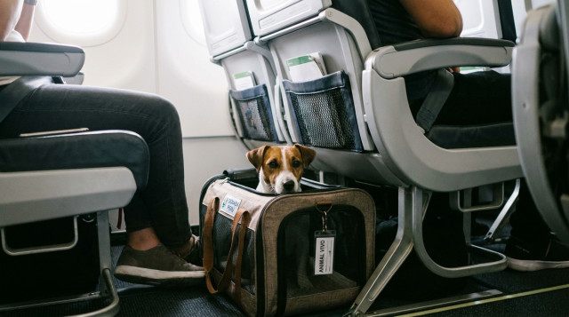 Un perro de raza pequeña dentro de un transportín de tela bajo el asiento de un avión comercial, cumpliendo los requisitos para viajar con mascotas en avión